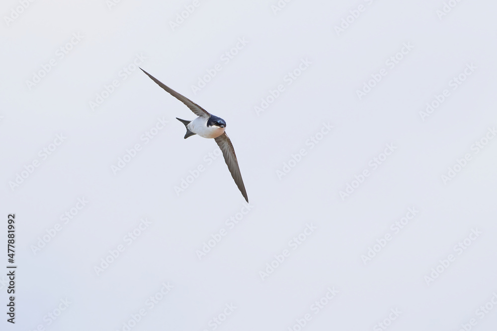 Obraz premium Common house martin in flight catching insects (Delichon urbicum)