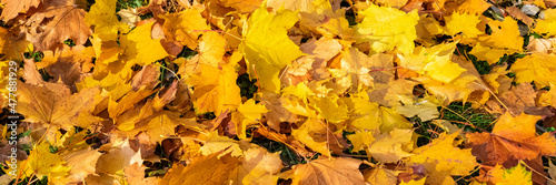 Fallen leaves on the ground in autumn  beautiful background 
