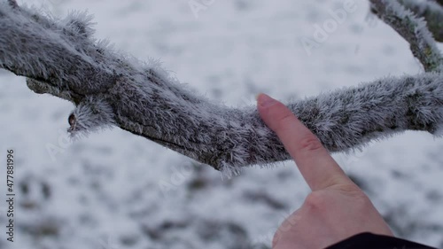 Woman sliding down her finger down a frozen tree branch breaking small frost and icicles.