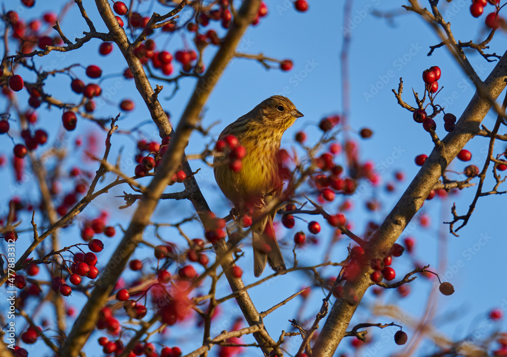 Obraz premium Yellowhammer on a hawthorn bush
