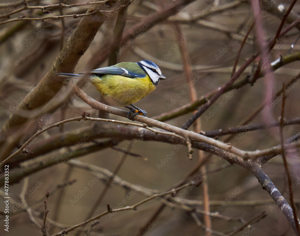 Blue tit in the forest Blue tit in the forest