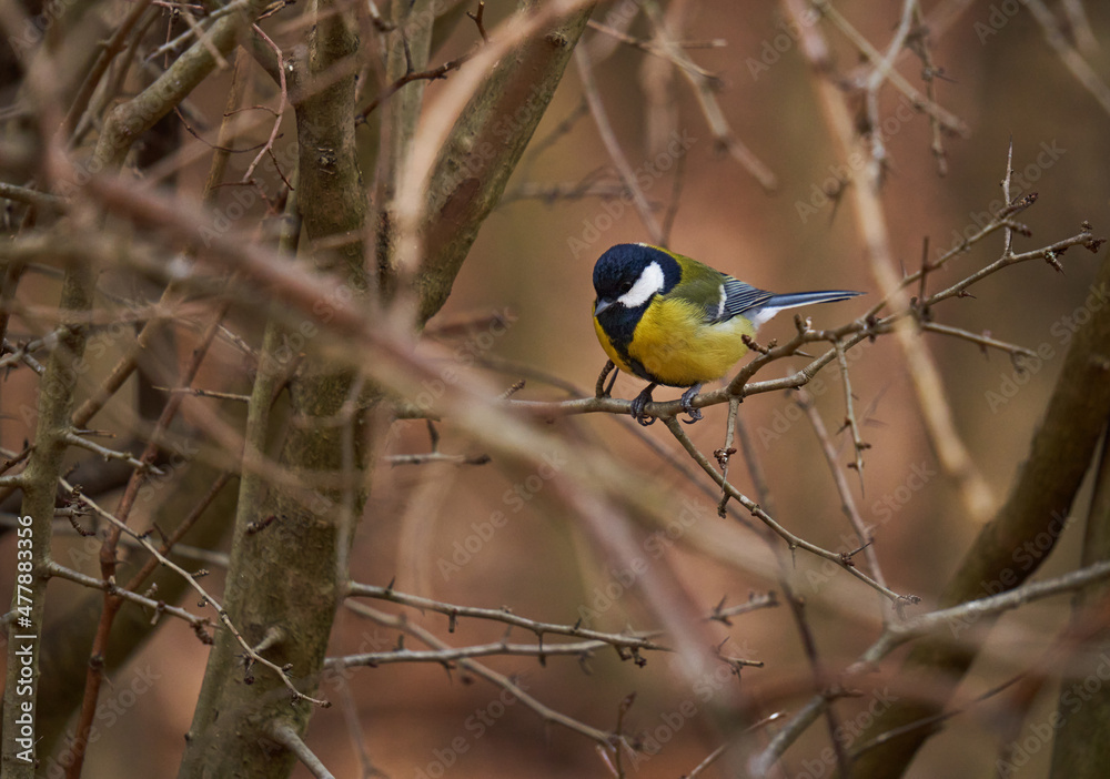 Great tit in the forest Great tit in the forest
