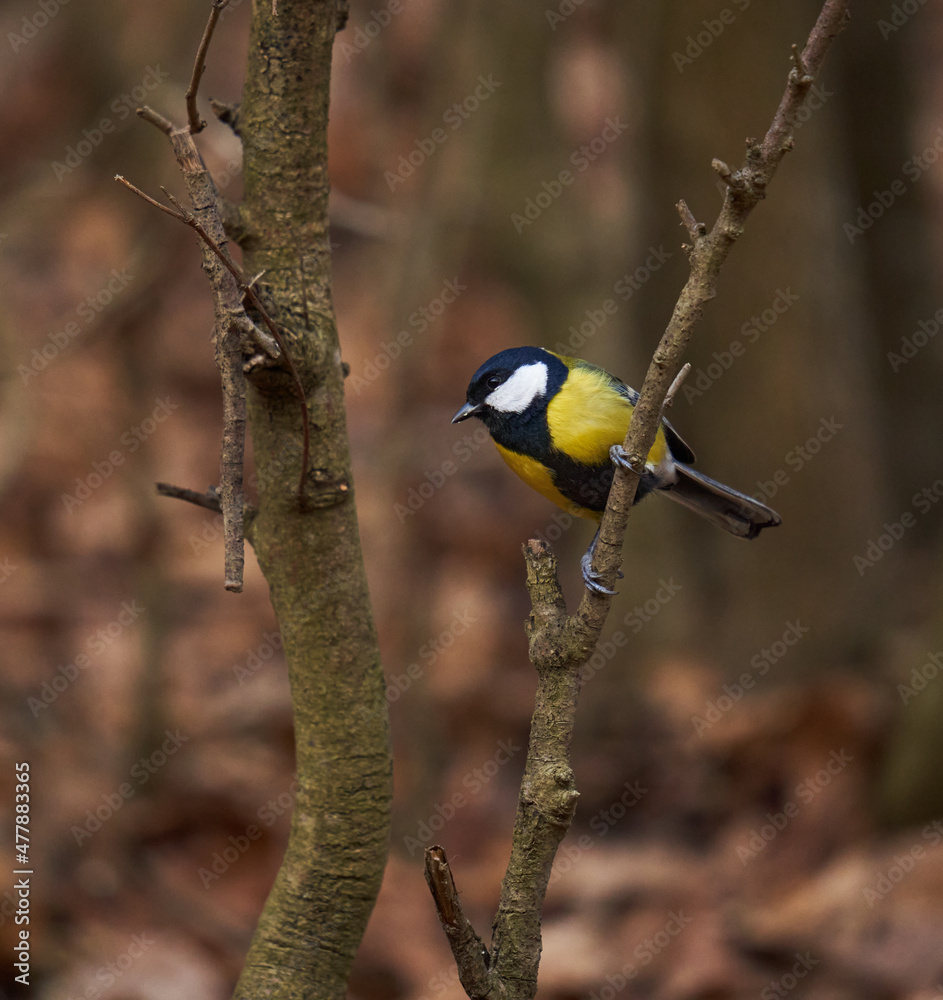 Fototapeta premium Great tit in the forest