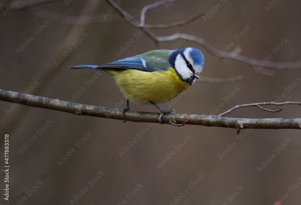 Fototapeta premium Blue tit in the forest