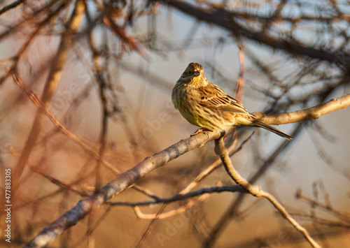 Yellowhammer on a hawthorn bush