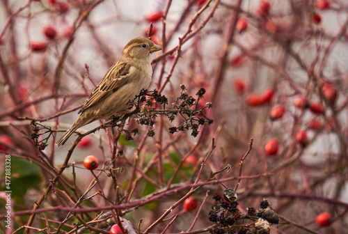 Sparrow perched on a briar bush