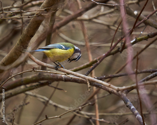 Blue tit in the forest © Xalanx