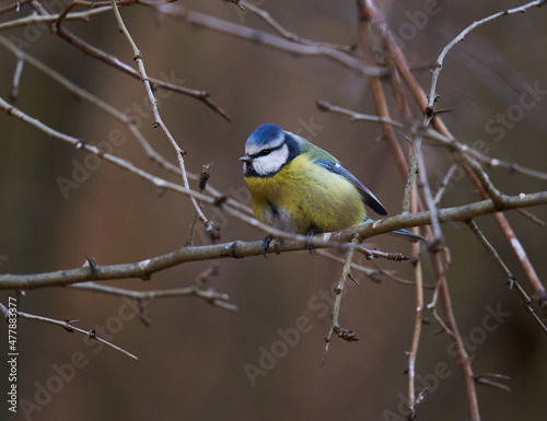 Blue tit in the forest