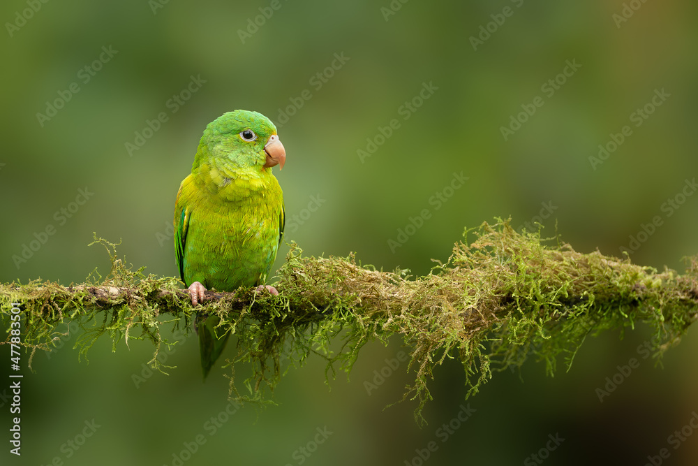 A parakeet is any one of many small to medium-sized species of parrot, in multiple genera, that generally has long tail feathers. Older spellings still sometimes encountered are paroquet or paraquet. 