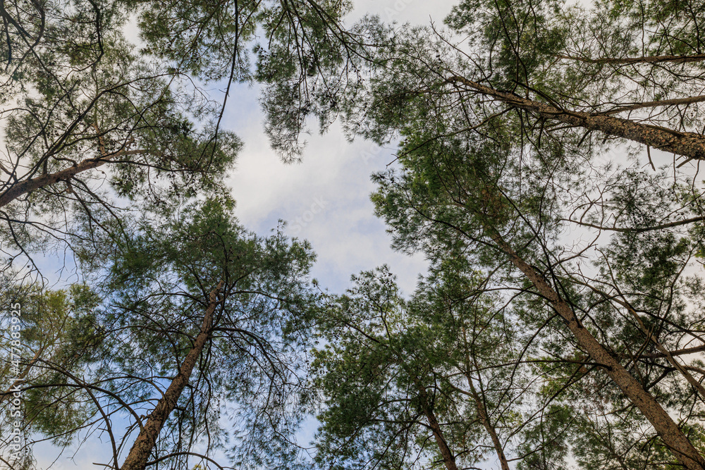Fototapeta premium Beautiful Pine Deciduous Forest Trees Woods Canopy