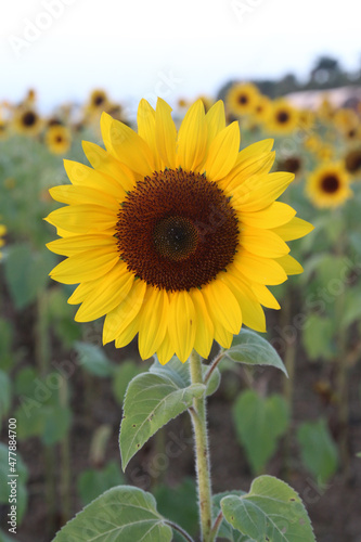 Sunflower