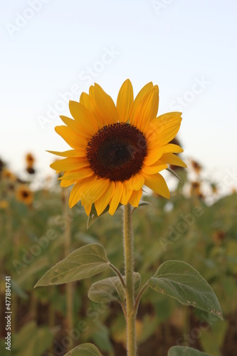 Sunflower