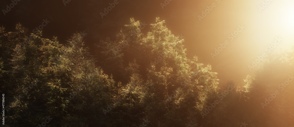 Green tree forest with fog on a mountain. 3d Rendering Artwork. Sunset or Sunrise Glow. Nature Background
