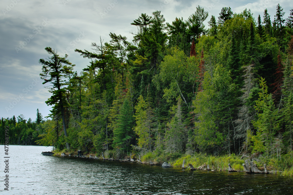Naklejka premium lake in the forest