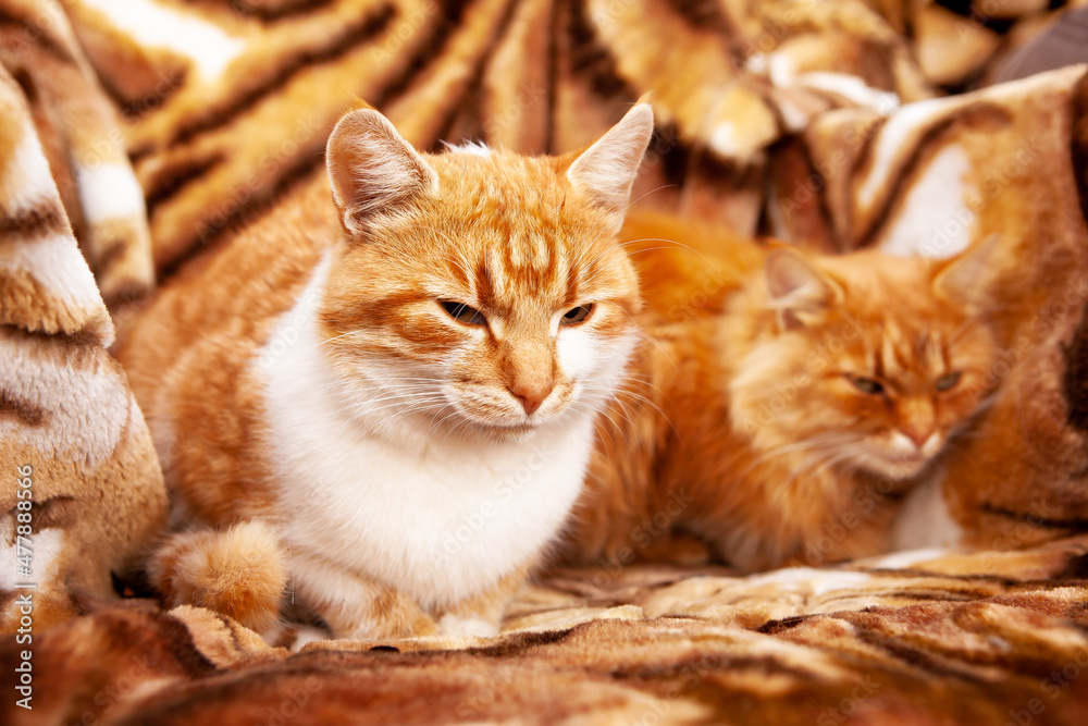 Two ginger cats on a background with a tiger print.