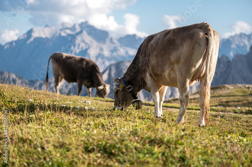 Cows by the mountain Tre Cime  Dolomites  Italy