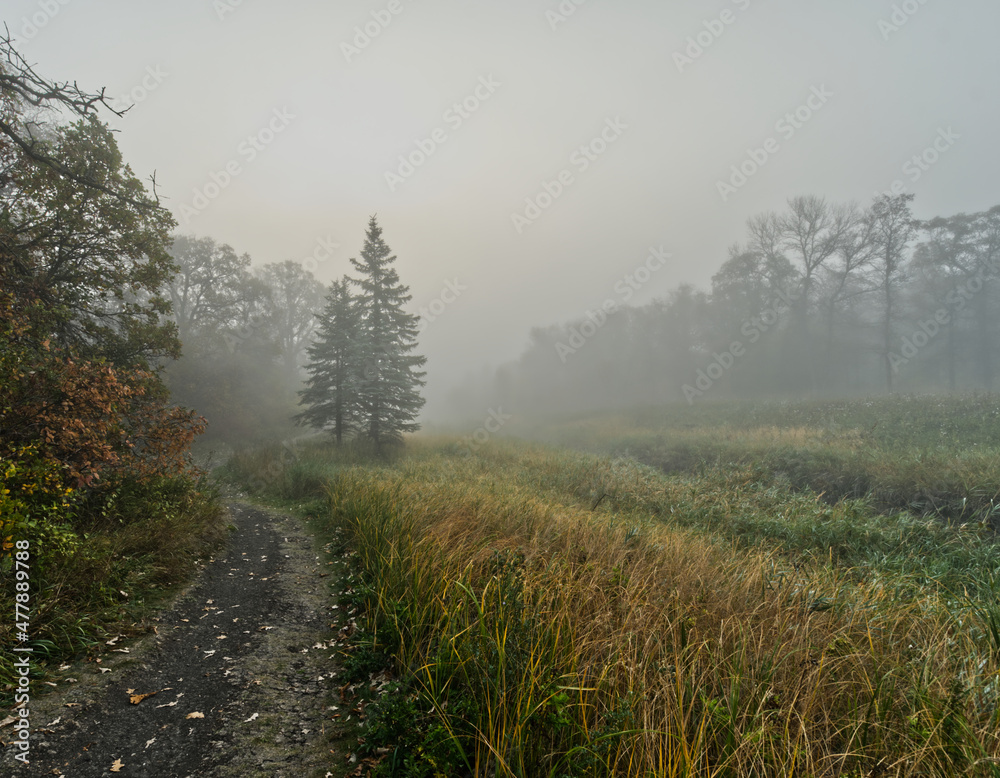 misty morning in the forest