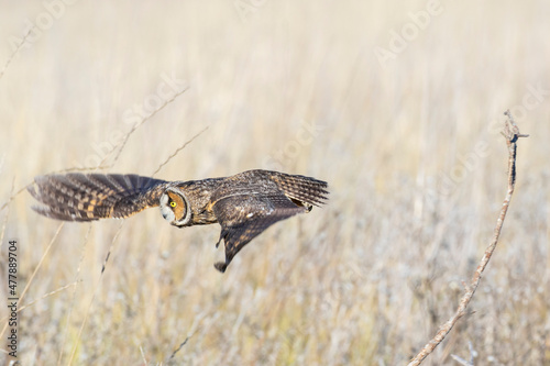 Long Eared Owl