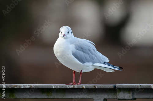 Möwe (Larus scopulinus) sitzt am Geländer und schaut in die Kamera