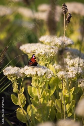 The little butterfly pollinating  white sedum spectabile (iceplant) folwers on green autumn garden. Blurred background with light bokeh and short depth of field. photo