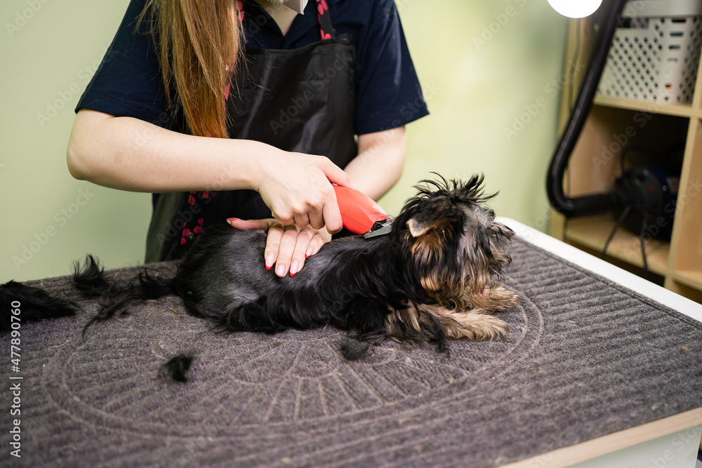 Groomer cuts of Yorkshire Terrier by haircut machine for animals. Groomer cuts of Yorkshire Terrier by haircut machine for animals.