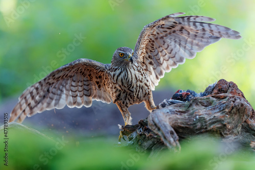 Juvenile Northern Goshawk (Accipiter gentilis) sitting on a branch with a dove in the forest of Noord Brabant in the Netherlands.