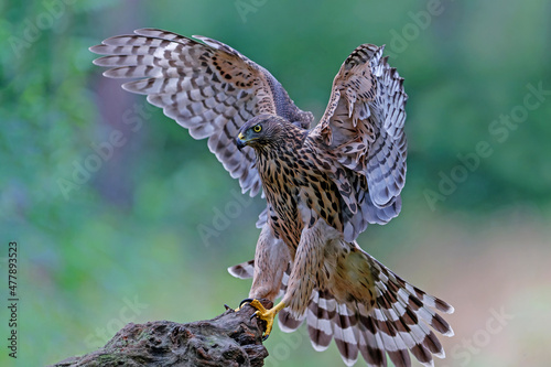 Northern goshawk (accipiter gentilis) searching for food in the forest of Noord Brabant in the Netherlands