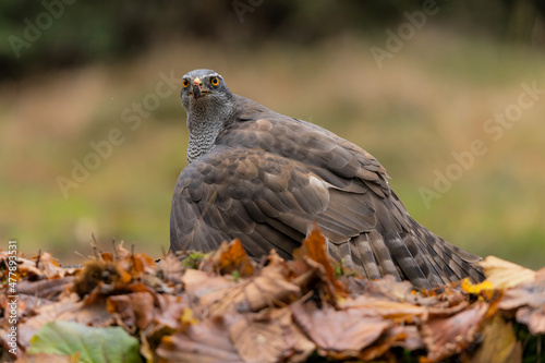 Northern goshawk (accipiter gentilis) searching for food in the forest of Noord Brabant in the Netherlands