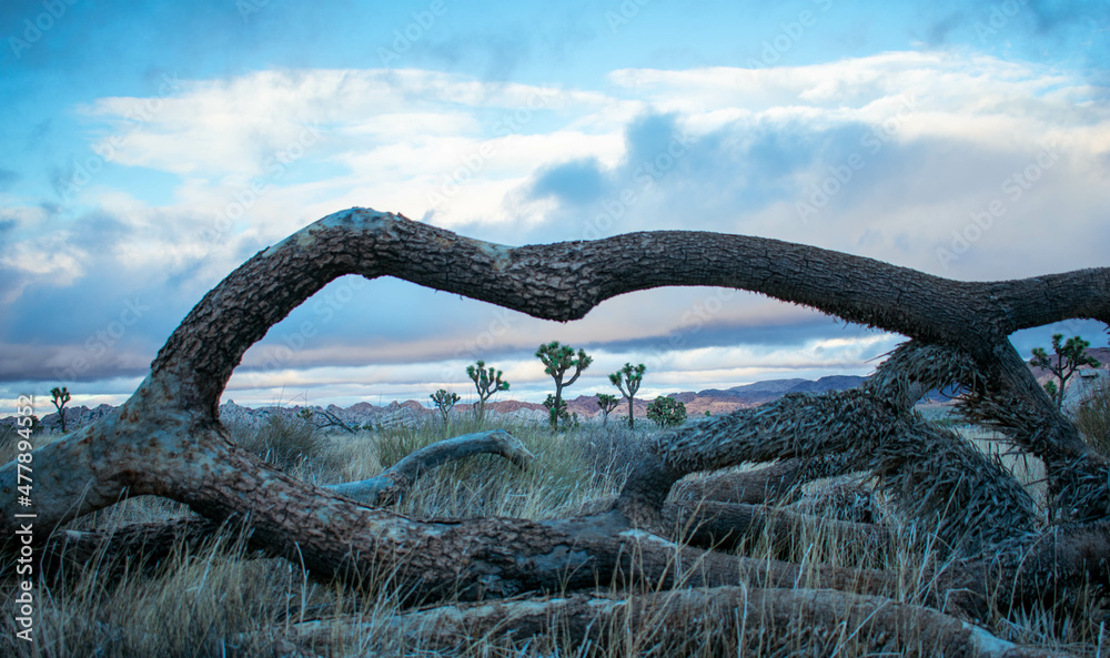 Fototapeta premium Joshua tree view