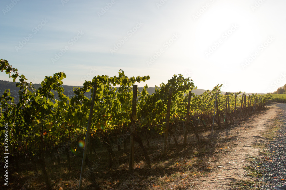 Weinreben mit Feldweg