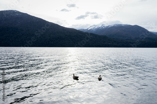 pareja de patos en el lago, ave cauquén photo