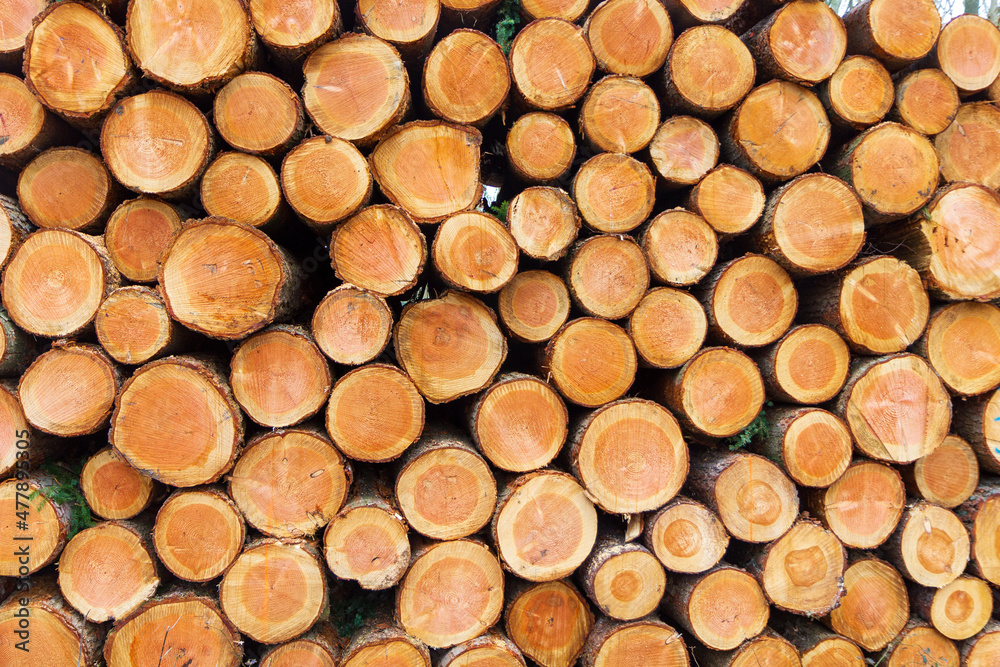 Background of tree logs