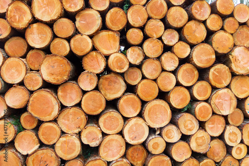 Background of tree logs