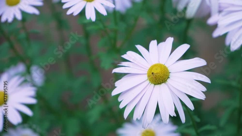 Aster yomena (Kitam.) Honda belongs to the family of Asteraceae. photo