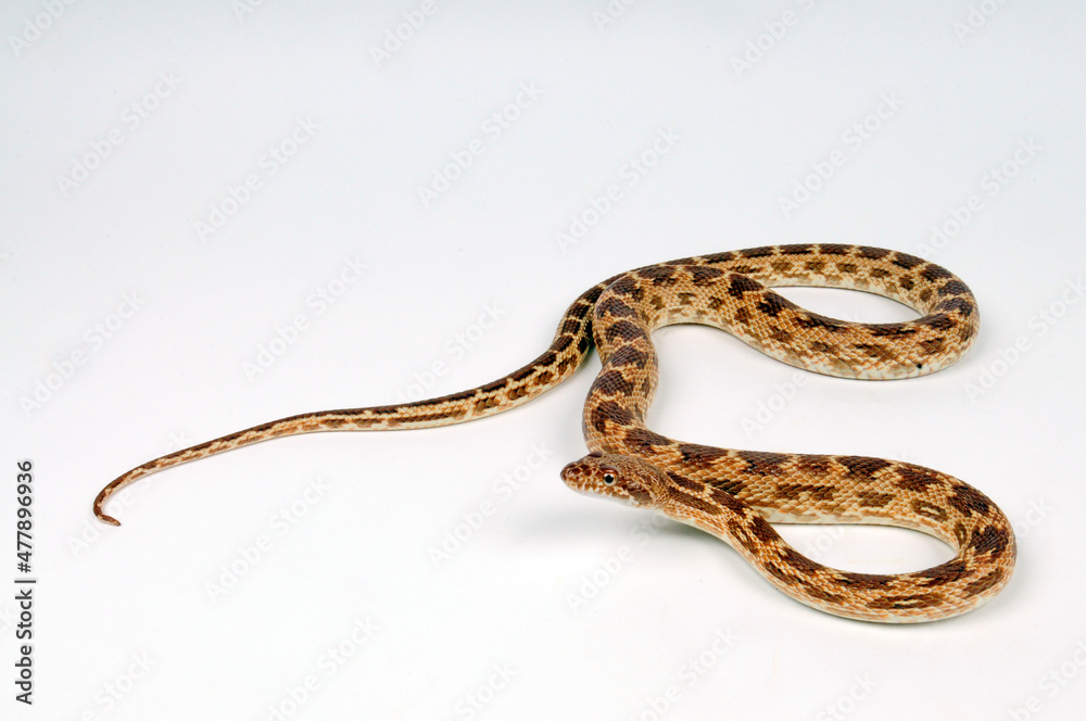 Diademnatter // Diadem snake (Spalerosophis diadema) Diademnatter // Diadem snake (Spalerosophis diadema)