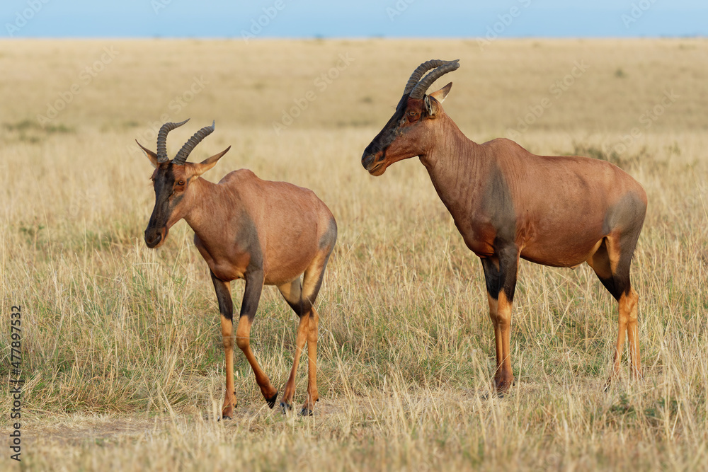 Coastal Topi - Damaliscus lunatus, highly social antelope, subspecies of common tsessebe, occur in Kenya, formerly found in Somalia, from reddish brown to black color, grazing in large savannah Coastal Topi - Damaliscus lunatus, highly social antelope, subspecies of common tsessebe, occur in Kenya, formerly found in Somalia, from reddish brown to black color, grazing in large savannah