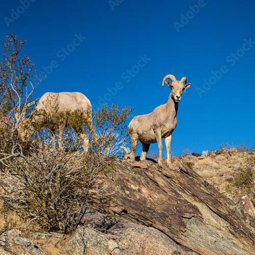 peninsular desert bighorn sheep photo