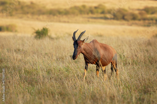 Coastal Topi - Damaliscus lunatus, highly social antelope, subspecies of common tsessebe, occur in Kenya, formerly found in Somalia, from reddish brown to black color, grazing in large savannah