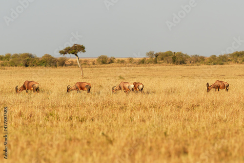 Coastal Topi - Damaliscus lunatus  highly social antelope  subspecies of common tsessebe  occur in Kenya  formerly found in Somalia  from reddish brown to black color  grazing in large savannah