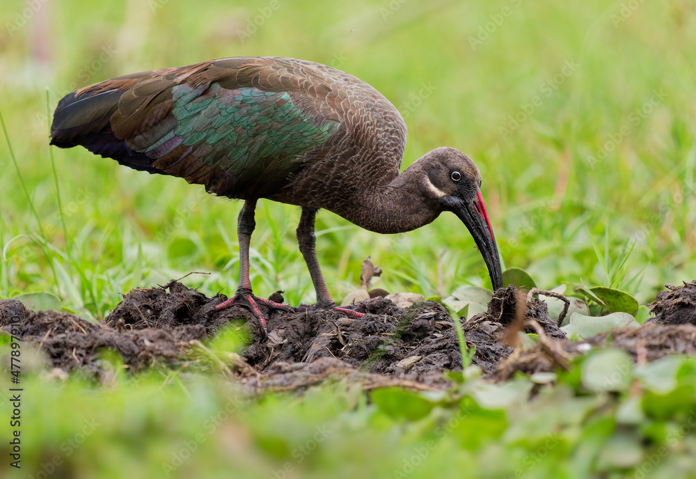 Naklejka premium Hadada Ibis - Bostrychia hagedash also hadeda, water bird native to Sub-Saharan Africa, large grey brown species of ibis, narrow long beak, wading african dark bird in Lake Naivasha