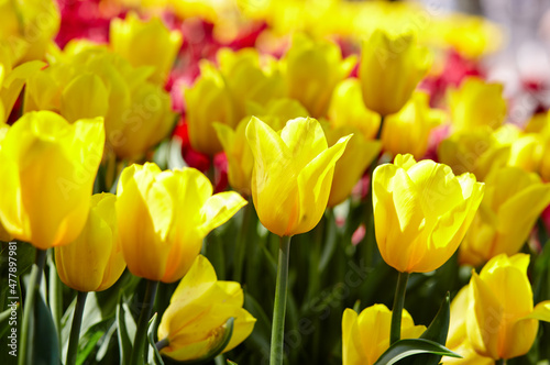 Beautiful tulip flowers blooming in a garden. Beauty tulip plant in the spring garden in rays of sunlight in nature. Blur background with bokeh image, selective focus