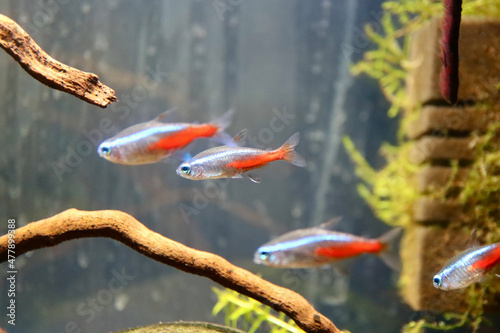 Neon tetra fish in small hobby aquarium. Focus on central fish only, blurry background, shallow DOF