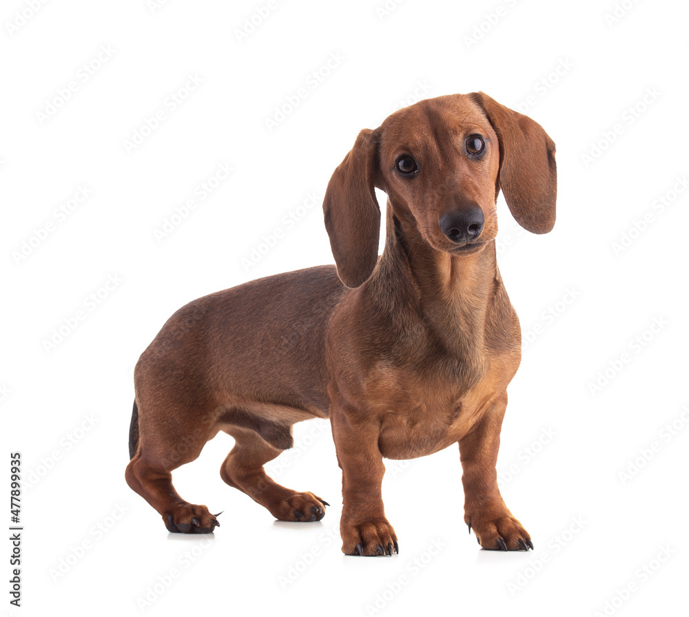 Dachshund, sausage dog look straight ahead Dachshund, sausage dog look straight ahead