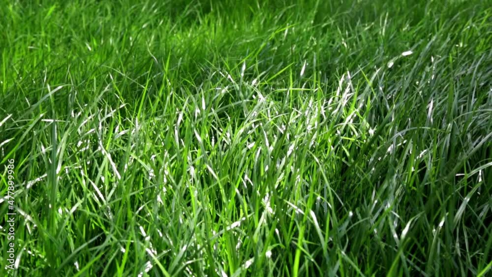 Green lush lawn background. Close-up side view. Field of dense grass in perspective. Garden care. Video footage hd. Healthy plant cover. Natural wallpaper. Freshness. Summer season. Windy weather. Green lush lawn background. Close-up side view. Field of dense grass in perspective. Garden care. Video footage hd. Healthy plant cover. Natural wallpaper. Freshness. Summer season. Windy weather.