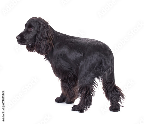 Canvas Print Black cocker spaniel in studio