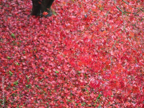 red leaves texture background