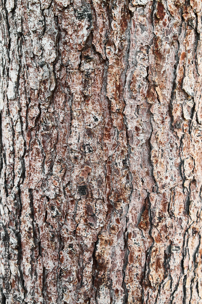 Tree bark texture, natural background Tree bark texture, natural background