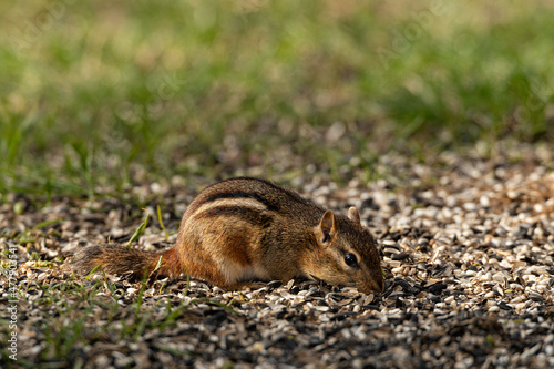 Eastern Chipmunk foraging on ground.