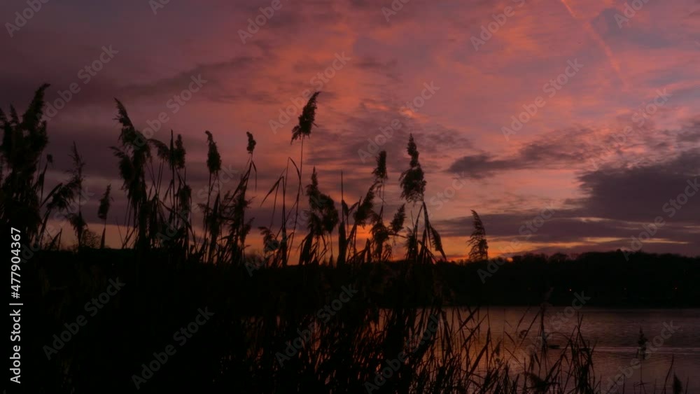 Pampas grass that ripples in the wind. Dramatic sky at sunset with two swans passing over a lake. Pampas grass that ripples in the wind. Dramatic sky at sunset with two swans passing over a lake.
