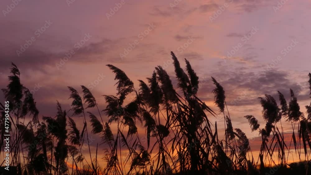 Vegetation which ripples under the effect of the wind. Dark and colorful cloudy sky. Close up on pampas grass with dramatic sky in the background.
